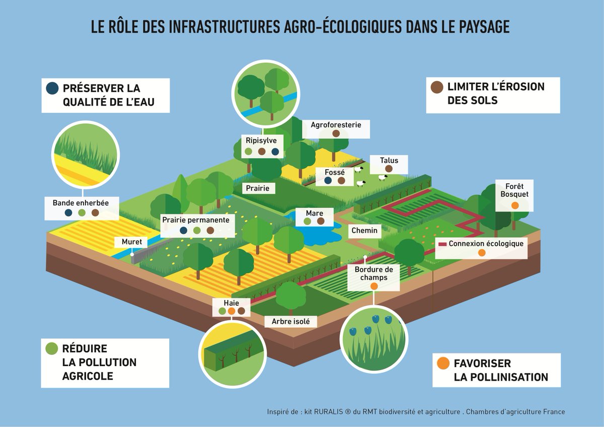 🌳🐝🌼Quels sont les avantages de l'implantation de haies ? 
➡️Lutte contre l'érosion des sols, maintien de la ressource en eau, bien-être animal mais aussi #biodiversité.
👉A lire notre article sur les haies pour favoriser la biodiversité : chambres-agriculture.fr/actualites/tou…