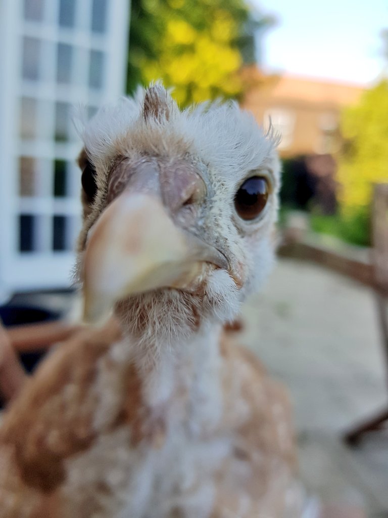 LittleSausage's tweet photo. Hullo, fwend #TinyTurkeys https://t.co/GyBqzBxQkd
