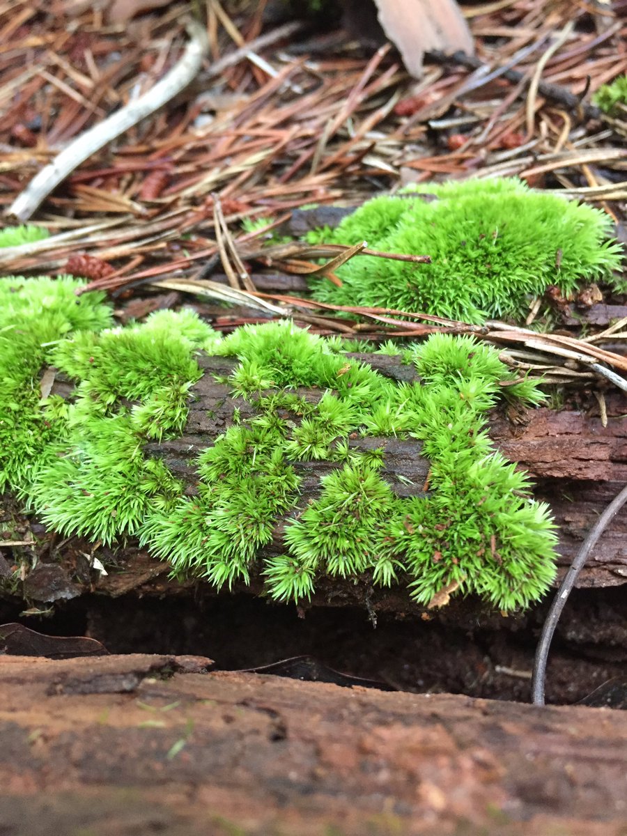 hollyastuart's tweet image. While waiting for class to start today, I explored @RoperMountain’s Dinosaur Trail. Perfect temp, birds chirping - I felt like I was transported back to the Mesozoic Era!

#stuartscience