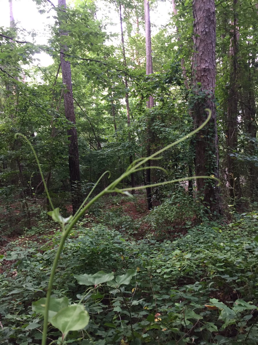 hollyastuart's tweet image. While waiting for class to start today, I explored @RoperMountain’s Dinosaur Trail. Perfect temp, birds chirping - I felt like I was transported back to the Mesozoic Era!

#stuartscience