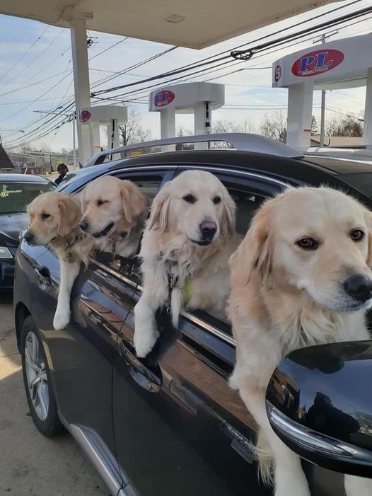 We only rate dogs. This is clearly an indie rock band on their debut tour. Please send dogs only... might check which cities they’re stopping in though. 13/10 for all