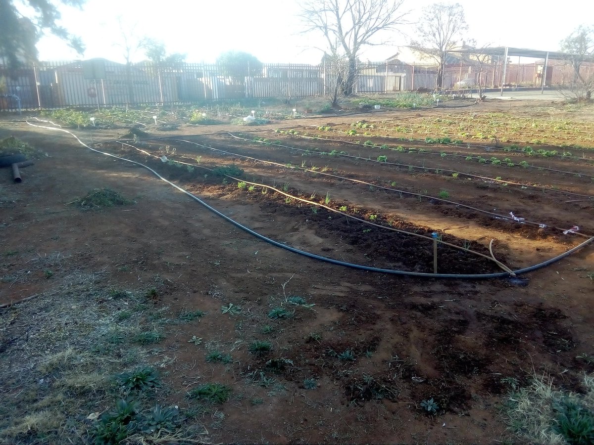 msgproject's tweet image. #farmspaces 💙💚😍😇😉🎓🌵🌴🌿🍊🌾 #schoolgarden  #agriculture #farming #learning #education #organicfood