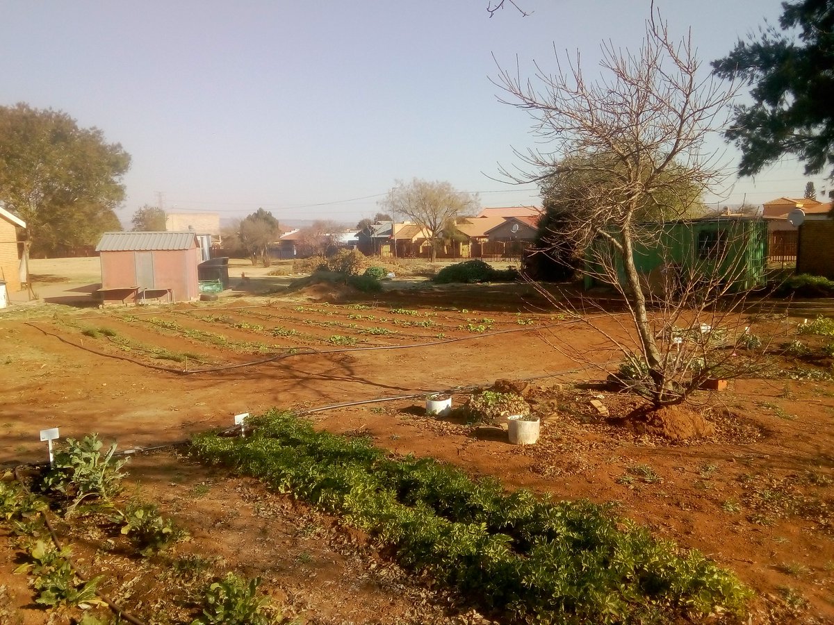 msgproject's tweet image. #farmspaces 💙💚😍😇😉🎓🌵🌴🌿🍊🌾 #schoolgarden  #agriculture #farming #learning #education #organicfood