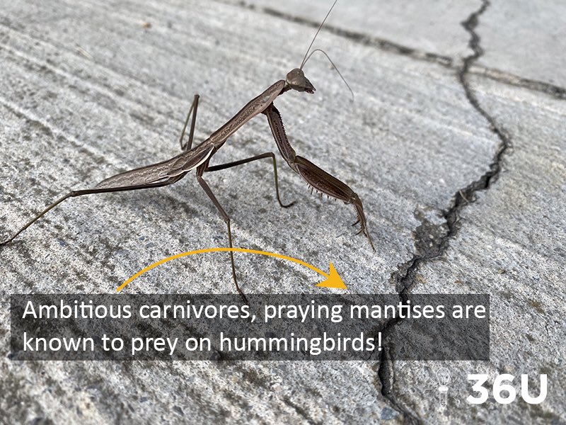 36University's tweet image. Place the subject immediately after the introductory description to avoid confusing your readers. #danglingmodifier #English #ACTtips #36U