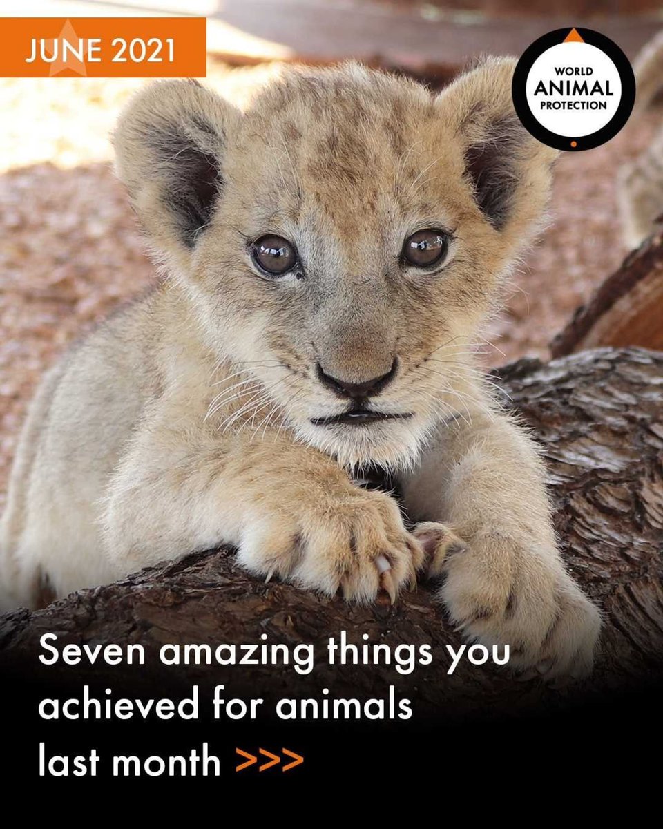 World Animal Protection on Twitter: World Animal Protection on Twitter: