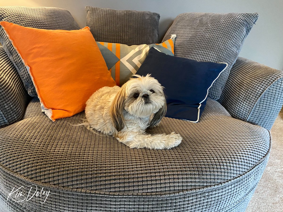 MingxiTzu's tweet image. Just a smol dog in a really big chair. ♥️🐾😊

#dogsoftwitter #CuddleChair #Wednesday #BeKind