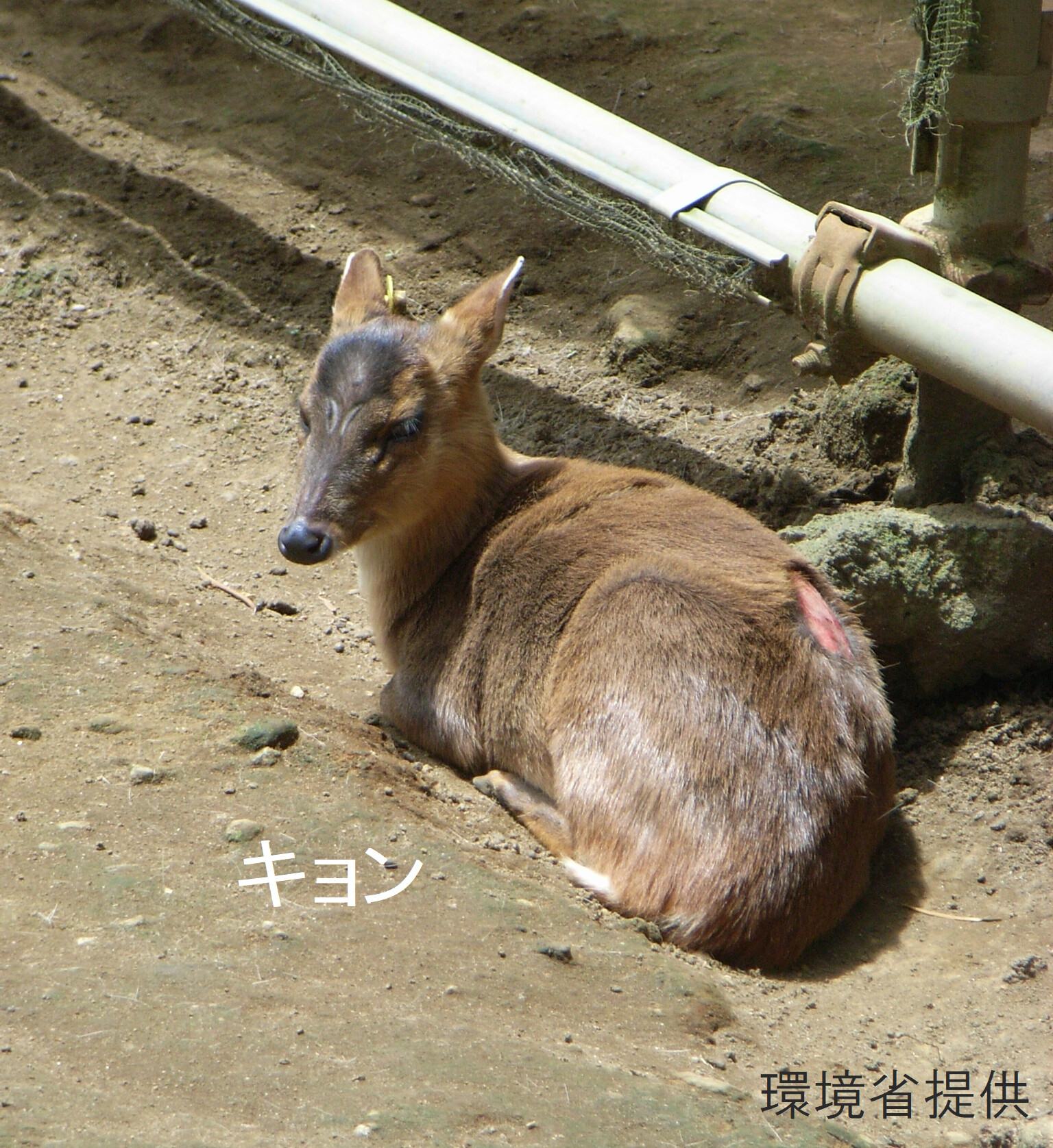全農広報部 田んぼの生きもの調査 On Twitter 田んぼの生きもの調査 さて 千葉県の房総半島では 全国でみられるイノシシやシカの被害 とは別に 小型の草食獣キョンが野生化し 稲や野菜 タケノコなどを荒らす被害が広がっています いまや数万頭にまで増え 捕獲