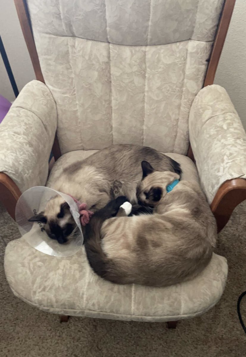 Snuggles while it’s raining.
#cats #wearesiamese #sisters #alwaystogether