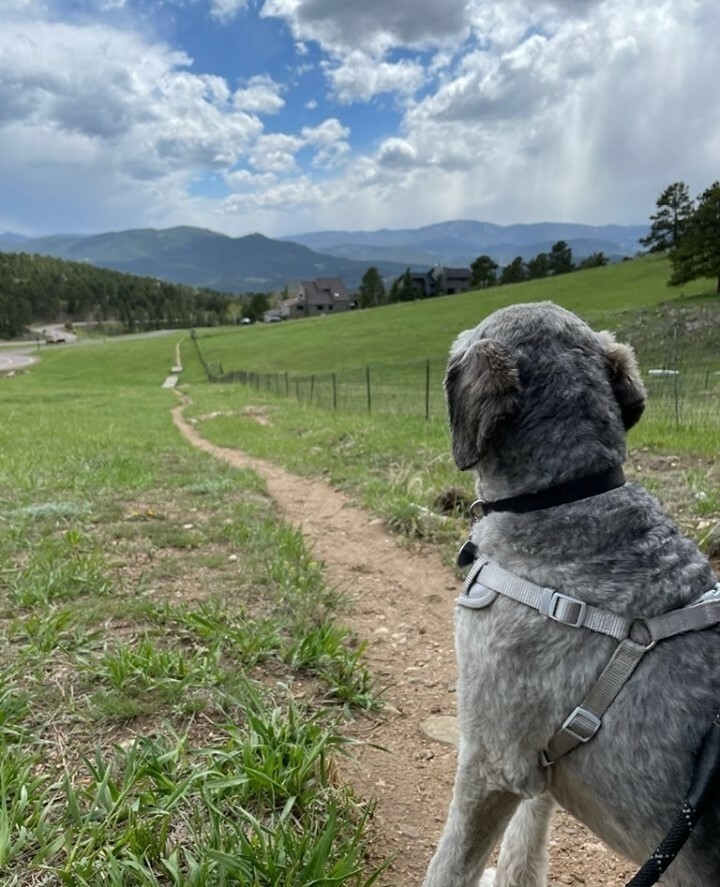 WalkedByDogs's tweet photo. A picture is worth 1,000 words. In your words, what is our friend Freddie thinking?⁠
.⁠
⁠
.⁠
#DogsColorado #MileHighPooches #DenverCODogs ⁠
#DogsOfDenver #DogsOfColorado#DenverDogs ⁠
#ColoradoMountainDogs #ColoradoDogs #ColoradoDogsOfInstagram #M… https://t.co/0atEzzy5mF https://t.co/oHB2dqXfaG