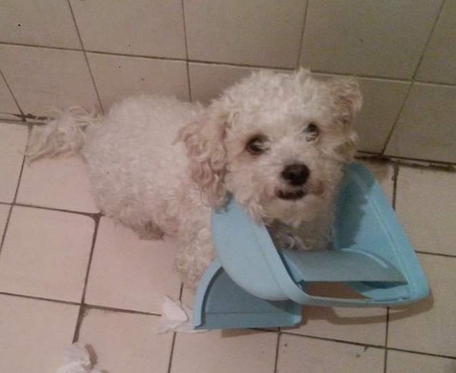 MachainAnimales's tweet photo. Hoy es día del perro
Pasa a dejar la foto mas graciosa, simpática o traviesa del tuyo #Rechi #DiaDelPerro @fannygmsd
@VivirGDL @EsEstra @EseFiesta @Mercedes_Alta @Metropoli1150 @Judycei @Starsita67 @perrhijos @PatitasGdl @_PatriciaAnaya @MascotasSismo @ShitpostGDL @Te_Amo_mascota https://t.co/U8Ar8DJl6j