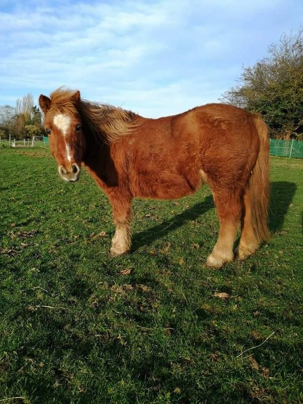 qu1ncey's tweet image. Bastards! This poor boy has been with his family since he was 2 years old. He was an old man when he was seen on CCTV being led away by 4 &quot;youths&quot;.

Any info, PLEASE call 101 (quote 16/72507/21) 

#ponychat #horsechat #horsechathour #Hull #Yorkshire