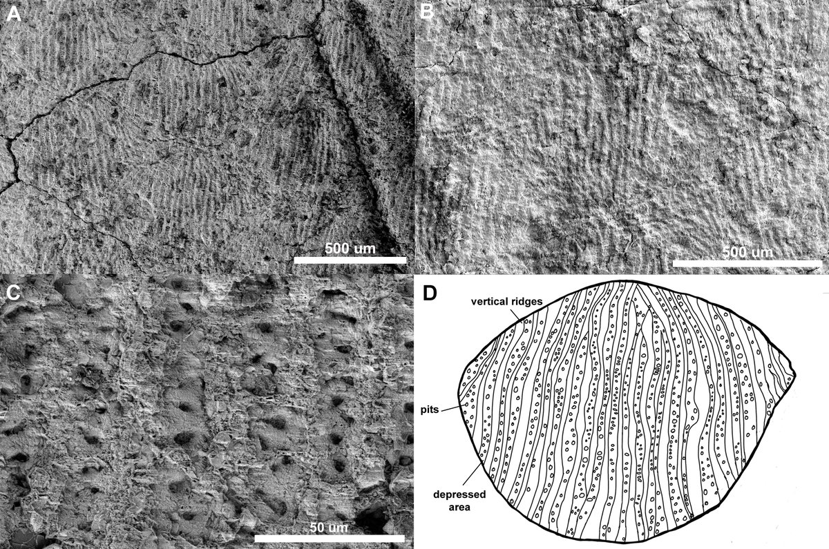 Ragnarok is upon us.....New PAPER! 

Introducing the world to Joermungandr bolti, a new Carboniferous-aged recumbirostran from Mazon Creek, Illinois. This stunning little reptilian animal is named after the Midgard "world" serpent from Norse Myth! royalsocietypublishing.org/doi/10.1098/rs…
