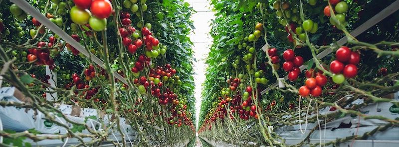 With the world population expected to increase to 9 billion by 2050, food production would have to increase 70% to feed the world. 

buff.ly/3wcaWxq