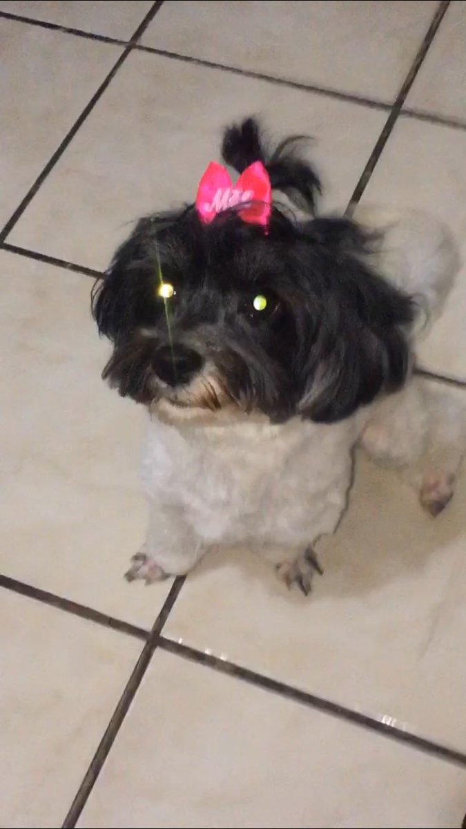 Lopesrapha1's tweet photo. Roubaram minha cachorra na porta de casa vei 😭💔 https://t.co/qdLvxb4pEg