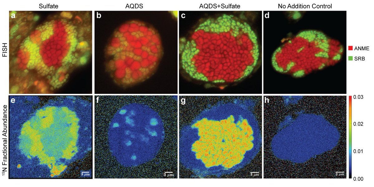 Hang Yu (@yuhang_hank) on Twitter photo In marine sediments, methane oxidation is coupled to sulfate reduction by an archaea-bacteria consortium. Who does what + how does their symbiosis work + are the methanotrophic archaea all that different? Just out in <a href="/ISMEJournal/">The ISME Journal</a> with <a href="/OrphanANME/">Victoria Orphan</a> et al! nature.com/articles/s4139… In marine sediments, methane oxidation is coupled to sulfate reduction by an archaea-bacteria consortium. Who does what + how does their symbiosis work + are the methanotrophic archaea all that different? Just out in <a href="/ISMEJournal/">The ISME Journal</a> with <a href="/OrphanANME/">Victoria Orphan</a> et al! nature.com/articles/s4139…