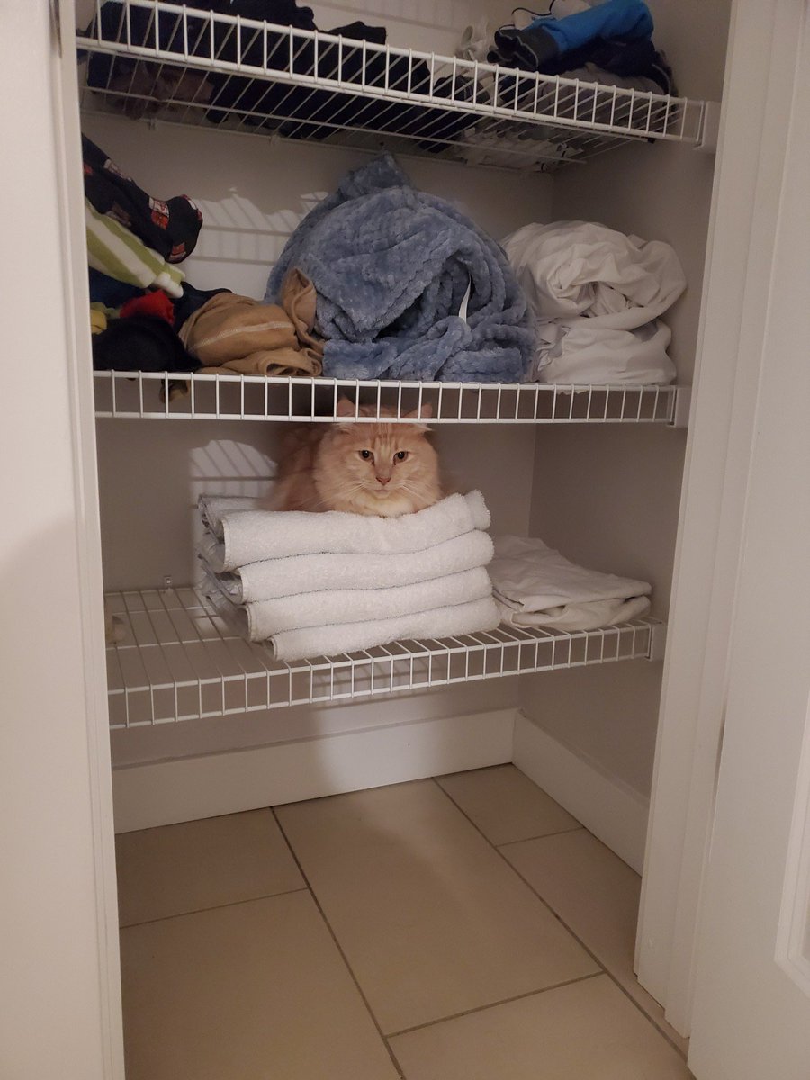 Y’all it’s time. Arthur is a sweet boy adopted from a cat cafe. Drop him a vote