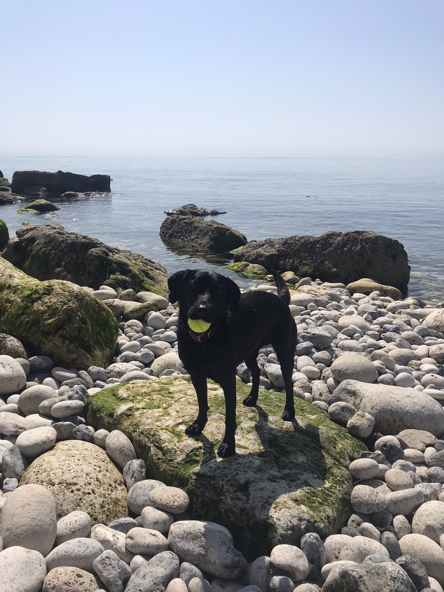 EdghillSarah's tweet photo. Who needs the Med when there’s glorious Dorset? AND you can take the dog #Dorset #staycations #portlanduk #portlandheatwave #heatwaveuk #beach #dogsoftwitter #hotdogs https://t.co/DRgkwuEPpV