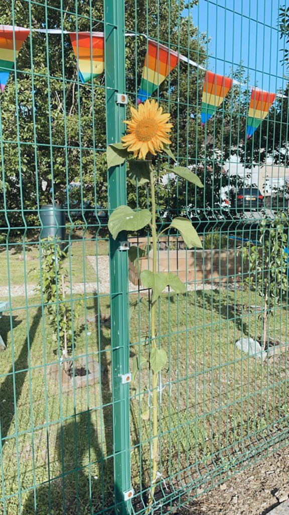 YGBrynsierfel's tweet photo. Er gwaetha’r tywydd sych, mae ein Hafan Heddychlon yn ffynnu! Even though it’s been a very dry week, our Peace Garden is thriving! @polly_seton @GoalWales @EcoSchoolsWales @_OLW_ @DolenCymru https://t.co/2W5mggbOxa