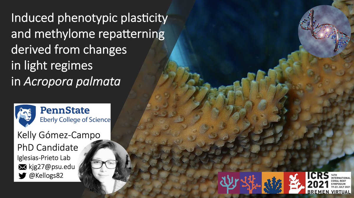 lab_prieto's tweet photo. Tune in to hear @Kellogs82 talk @ICRS_2021 about phenotypic plasticity, methylome repatterning and transcriptional responses in Acropora palmata, a biological network approach! Thu22| T10A-2| Stream 4| 11:15EDT| 17:15CEST|
@ICRSreefstudent
@TheBaumsLab
TheMackenzieLab
@lab_prieto https://t.co/XNU4eRNHZT