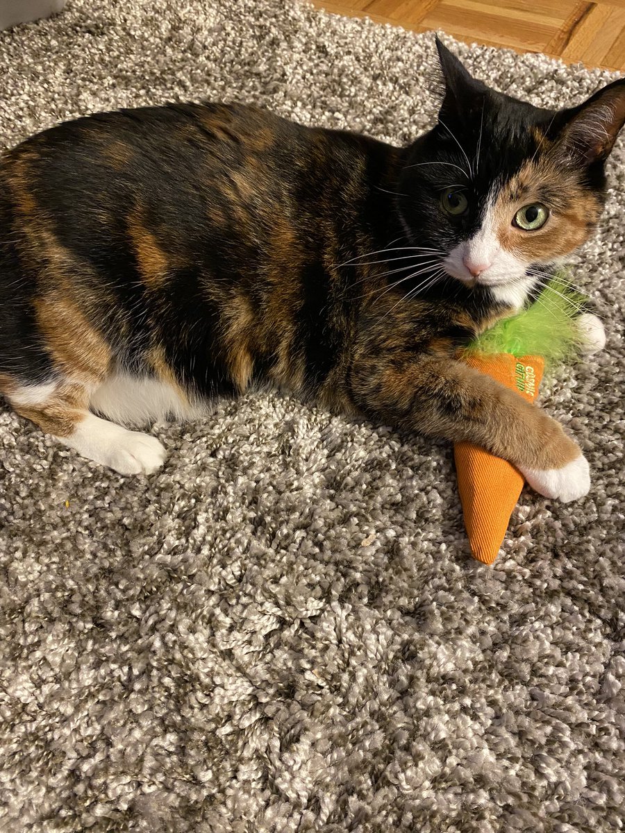 CLR74's tweet photo. @WholeManDispose Dami the carrot cuddler. https://t.co/vQzwwVcoP5