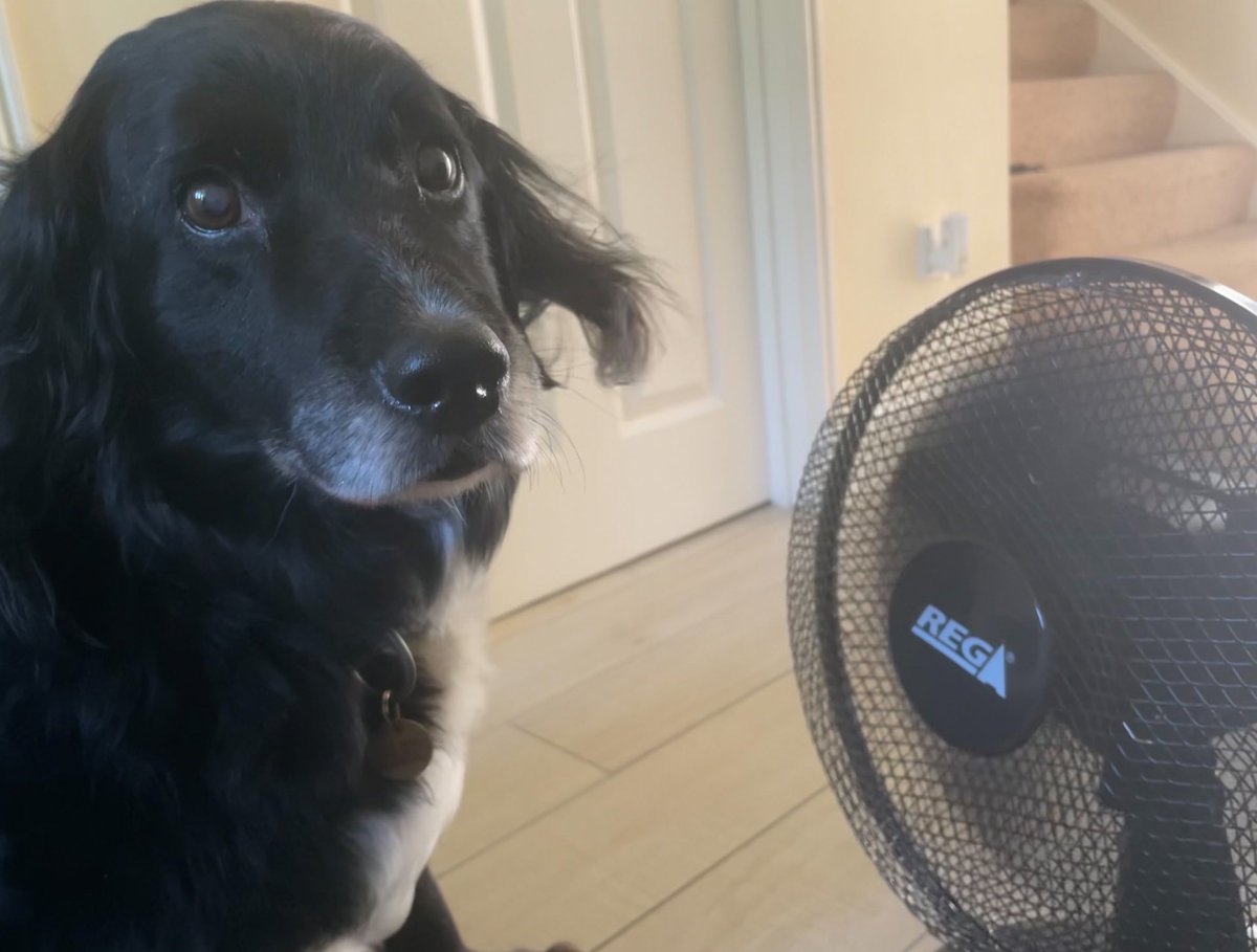 RPDJake's tweet photo. Just trying to keep cool ☀️ https://t.co/DzciX408O3