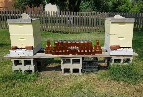 OUBeeClub's tweet image. In just one day, we harvested 3.5 GALLONS of honey! We’ll be selling it throughout the Fall semester, so keep an eye out 🐝 #bees #beekeeping #savethebees