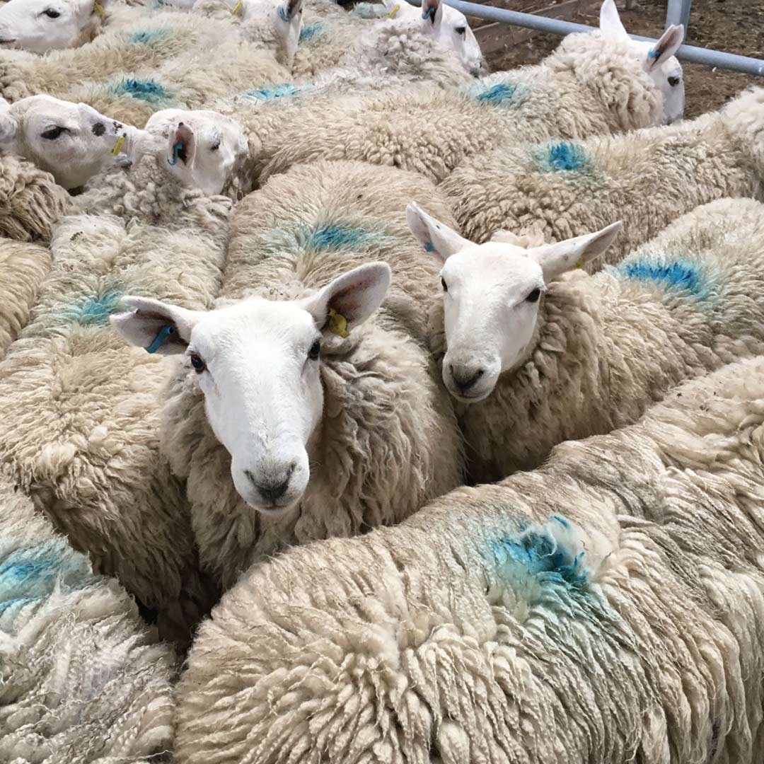 SkyeWeavers's tweet photo. How long do you have to wait for a haircut round here?! Next year's #SkyeWool in the making at Uiginish. 
#locallyproduced #ruralindustry #🐑 https://t.co/fUMMCWQR5S