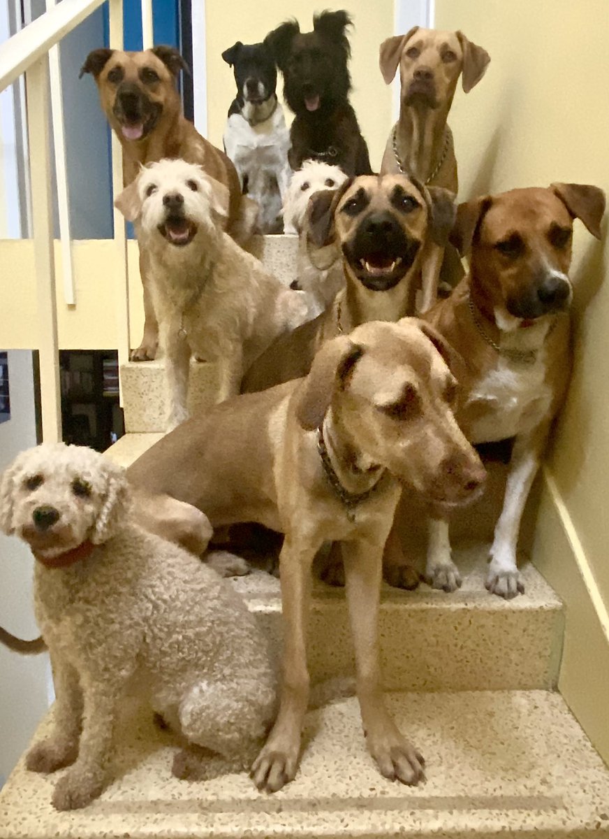 Xol_Balam's tweet photo. Casi toda nuestra manada, algunos buscado hogar!
invitamos a usar este #diadelperro para reflexionar sobre la tenencia responsable de mascotas. si, esos perros que vagan por la calle y que sufren tremendo son responsabilidad de todos!
#adoptanocompres #adoptamx #adoptaunperro https://t.co/hTam8W7Uwj
