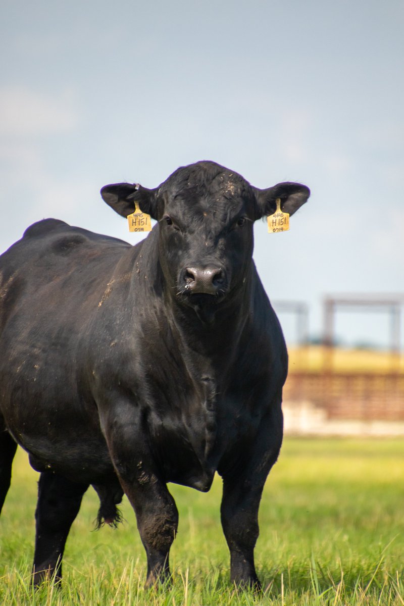 AJeditor's tweet photo. Fertility in the Future. An alliteration and knowledge for cattle producers, all wrapped into one. 

https://t.co/2bLW8WNijy https://t.co/Kr3l2BLNuq