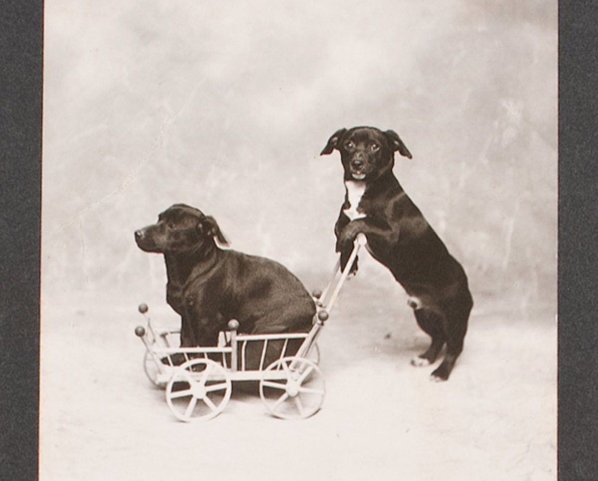 LinnHaven's tweet photo. HH Linn was an entrepreneur and showman who had a Dog Show in Maine at the start of the 20th century. https://t.co/XdyJ6WPABm
