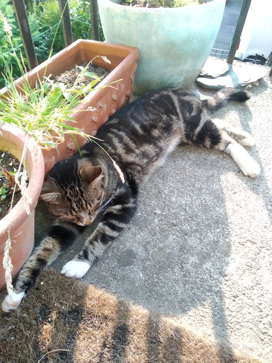 catmometer's tweet image. Too hot!