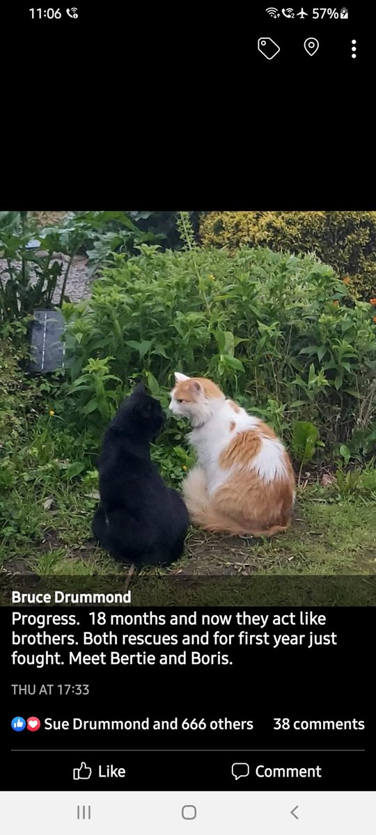 Bertie and Boris discussing 
...........??