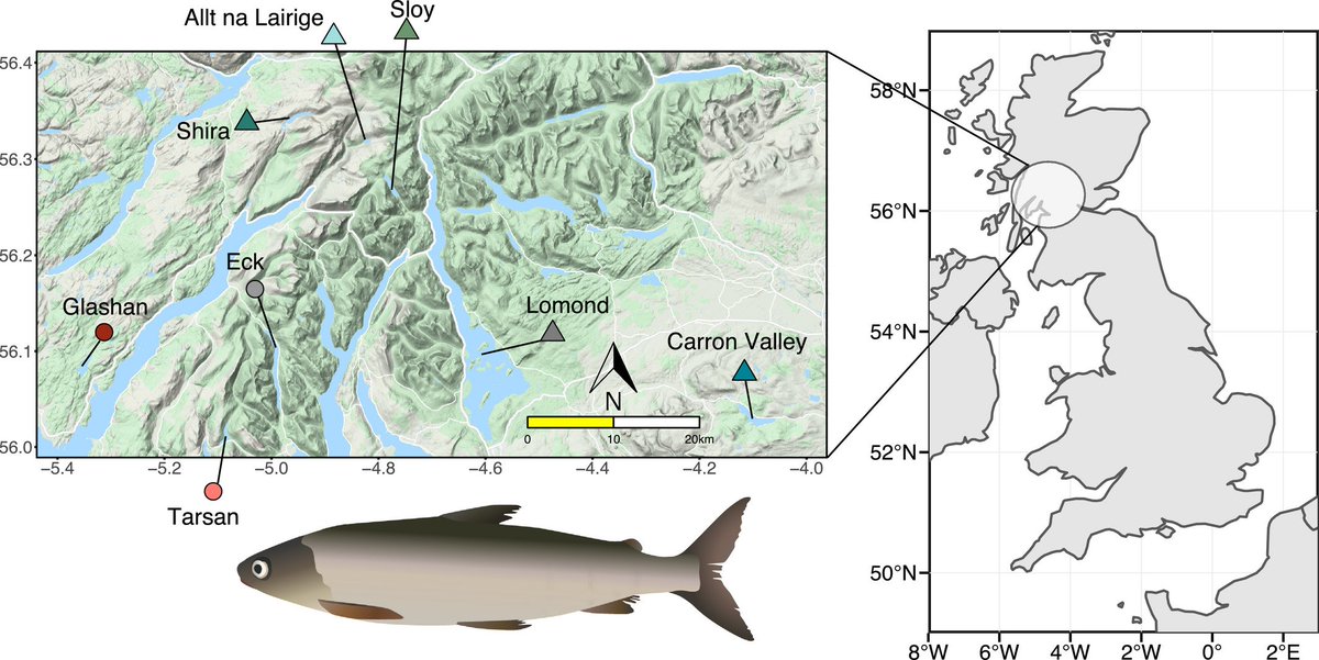 EvolAppJournal's tweet photo. Rapid adaptation through genomic and epigenomic responses following translocations in an endangered salmonid
https://t.co/C1aezjQY6W
by Crotti et al @Marco__Crotti @DrKathrynElmer @C_Adams1758
#conservation #translocation #methylation #epiRADseq #genomics #whitefish #morphometric https://t.co/2L0M0yieSr