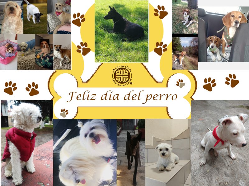 La familia perruna del equipo 🐾🐶 #ConexiónConCausa
Hoy en el #DíaMundialDelPerro Compártenos una foto en los cometarios de ese compañero inseparable. 👇🏻
