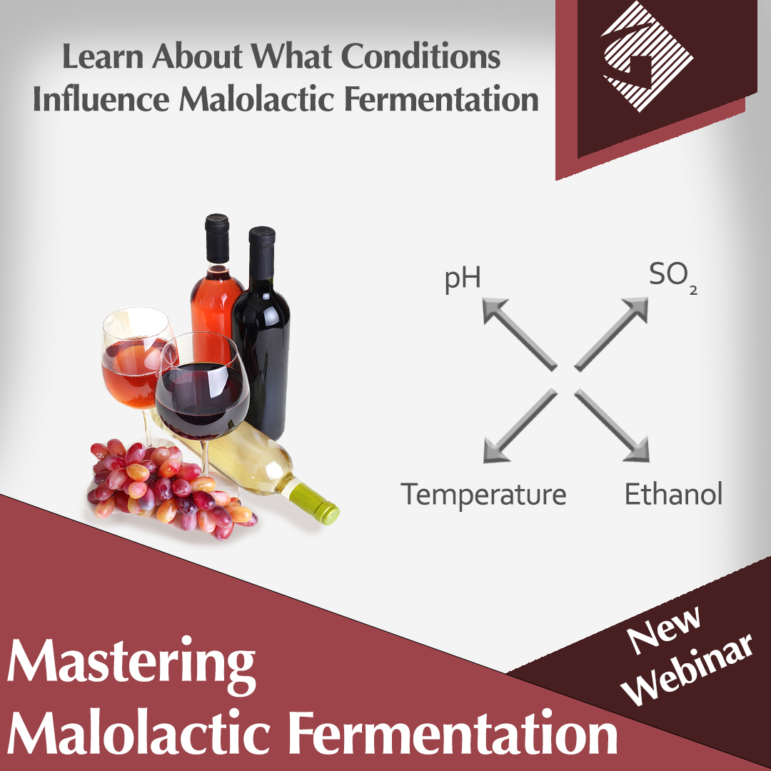 The innovation leader in fermentation management, Chr. Hansen in partner with Gusmer Enterprises presents: Mastering Malolactic Fermentation – optimizing the conditions for your malolactic bacteria, Oenococcus oeni. Watch the full webinar here: gusmerwine.com/mastering-malo…