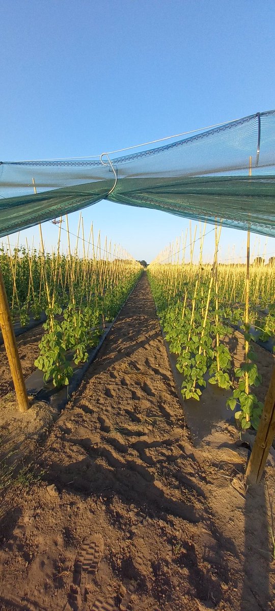 Volgende week snijbonen van Hollandse bodem, en de rest groeit ook lekker.