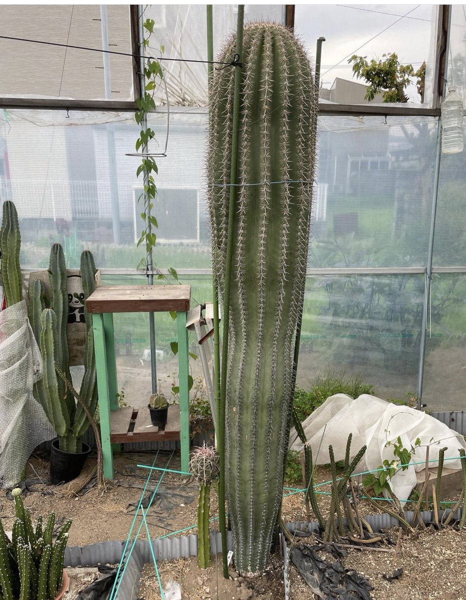 サボテン　弁慶柱 サボテン仲間のインスタの画像だけどこの弁慶柱、本気で売りに出して