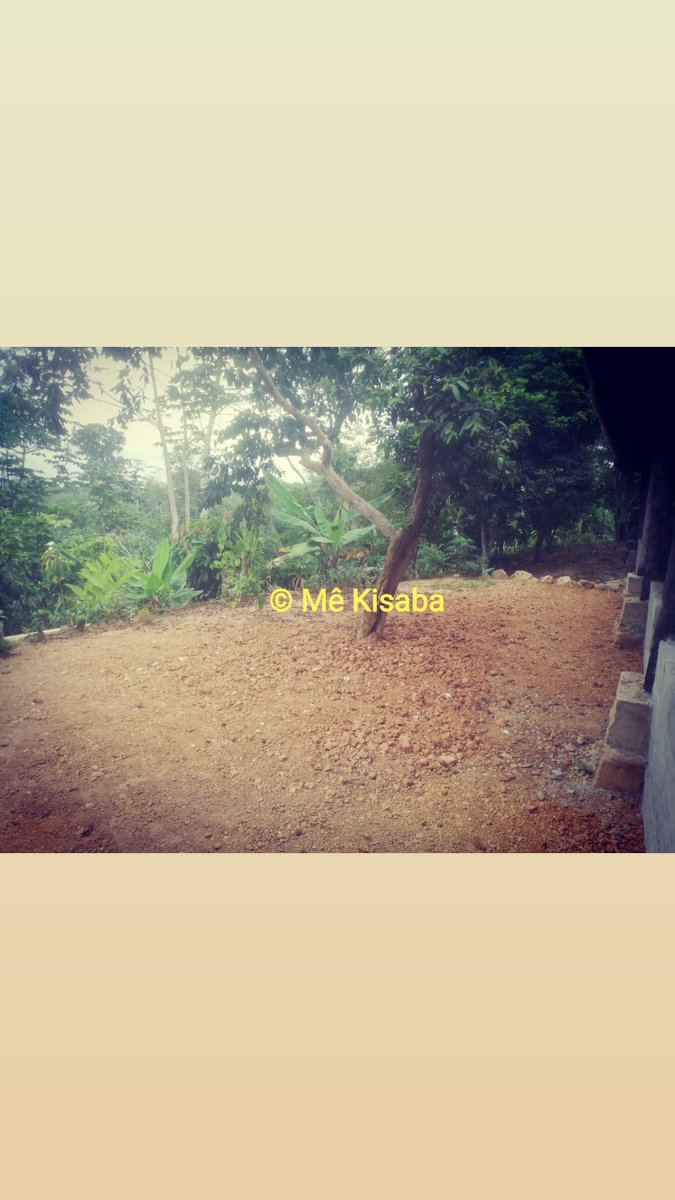 KisabaMe's tweet photo. #mekisaba #Akye #ivorycoast #Abidjan #azaguié #Agneby #Adzope  #bellecotedivoire #leguide225 #dabali #outdoorcafé #cuisineivoirienne #visiterlafrique #africa #travelafrique #evasion 
#africanforest #africancafe #brousse #nature #tourismevert #forest #mothernature #africanlodges https://t.co/jb4zLqIqKQ