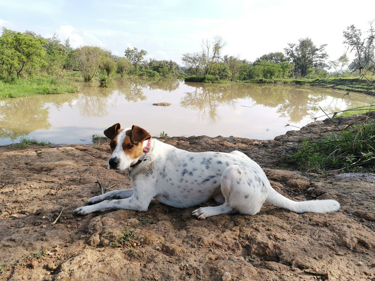 mariocascas's tweet photo. @goliveros @adoptagdl Mi compañero de aventuras #perroreal #adoptado https://t.co/ndSHTBD5sI