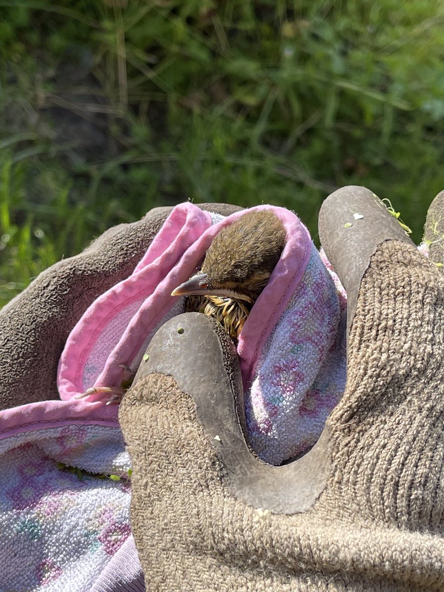 Heidi Piercy tweet media