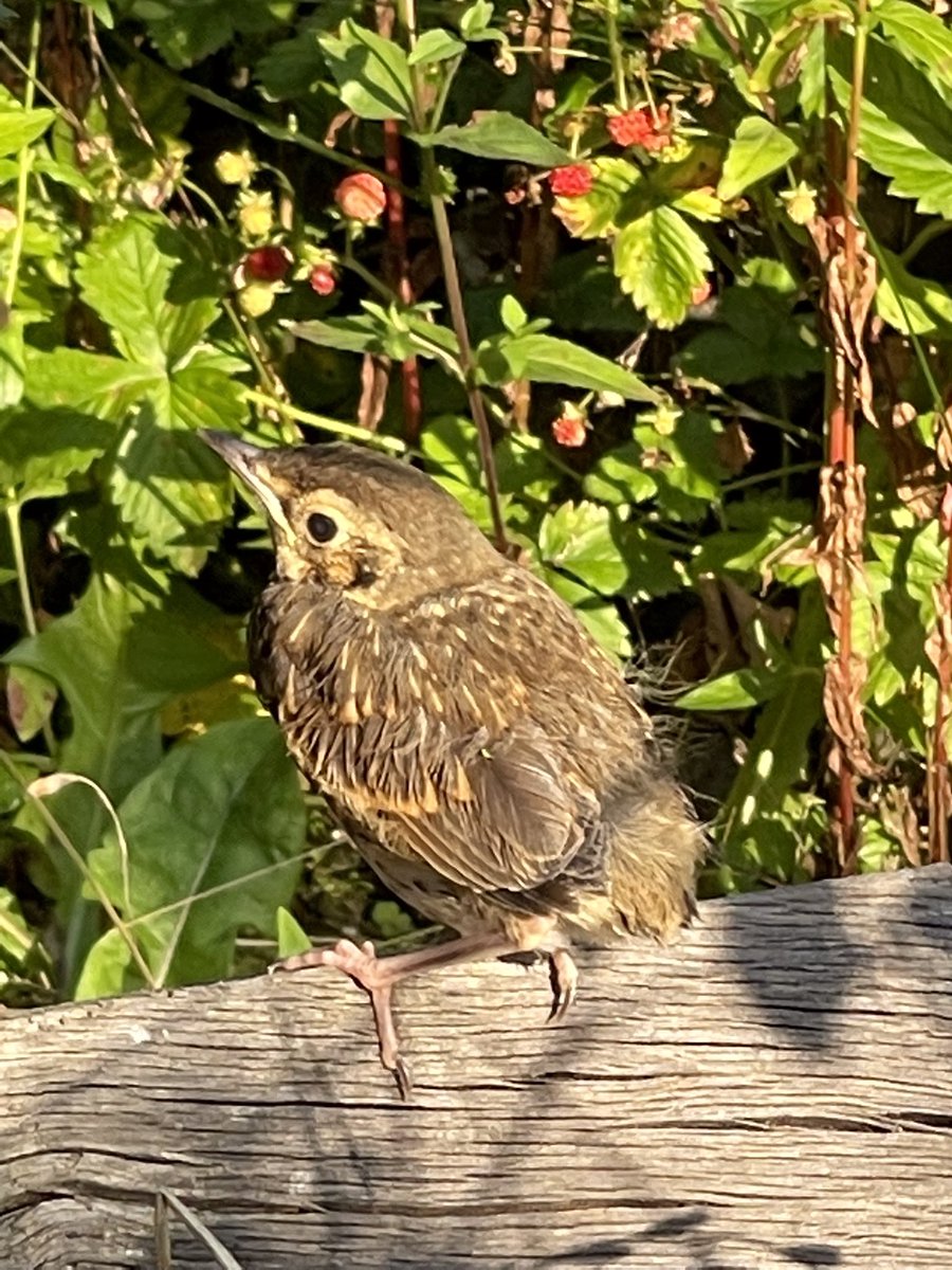 One week, two bird rescues! 🐥