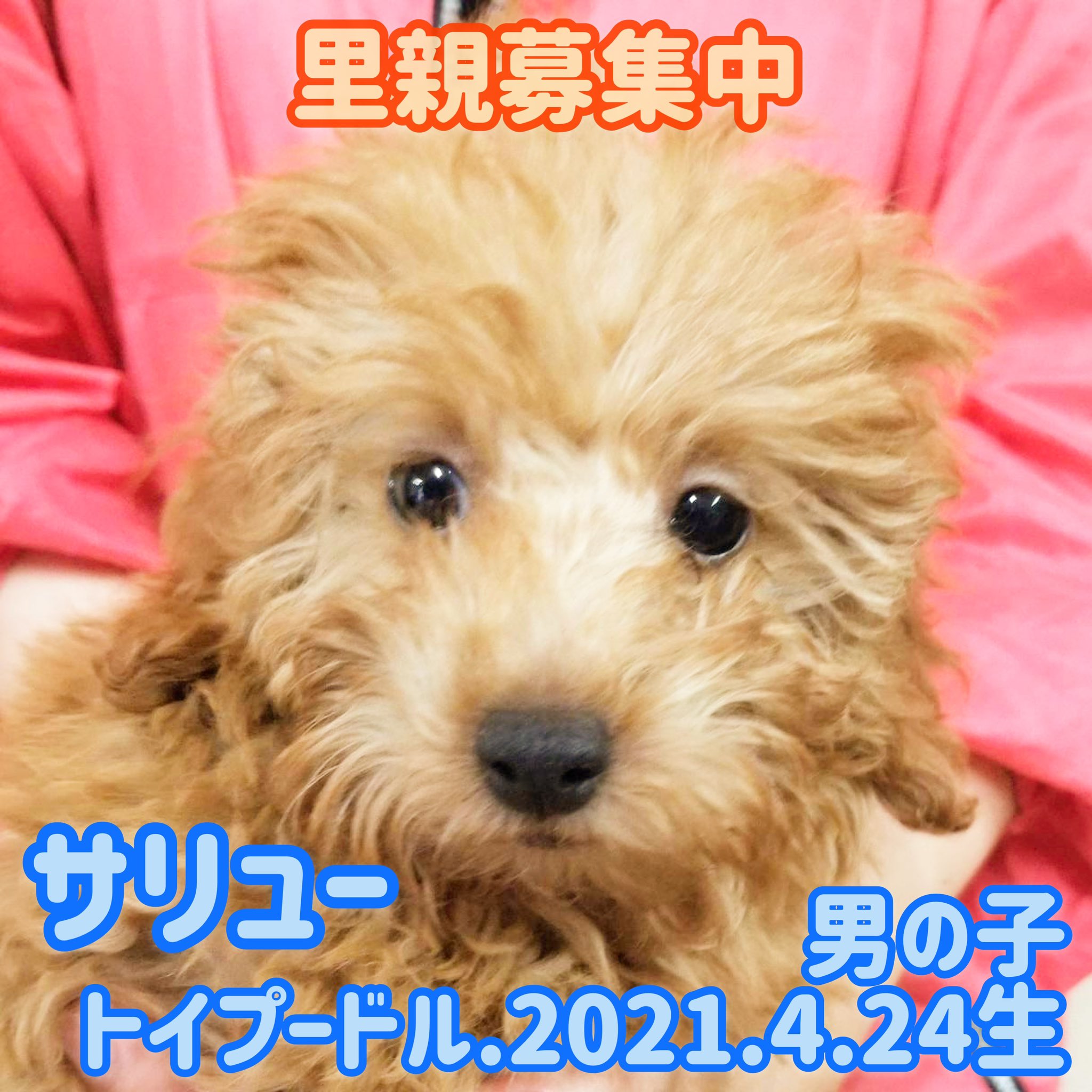 保護犬カフェ 鶴橋店 里親募集中 の子達です アリッサ サリューはパテラ トレバーは視力が弱いようです 家族に出会えますように 譲渡には審査があります 問い合わせはお電話で 保護犬カフェ鶴橋店 06 4309 8715 譲渡会 里親募集型カフェ ラブ