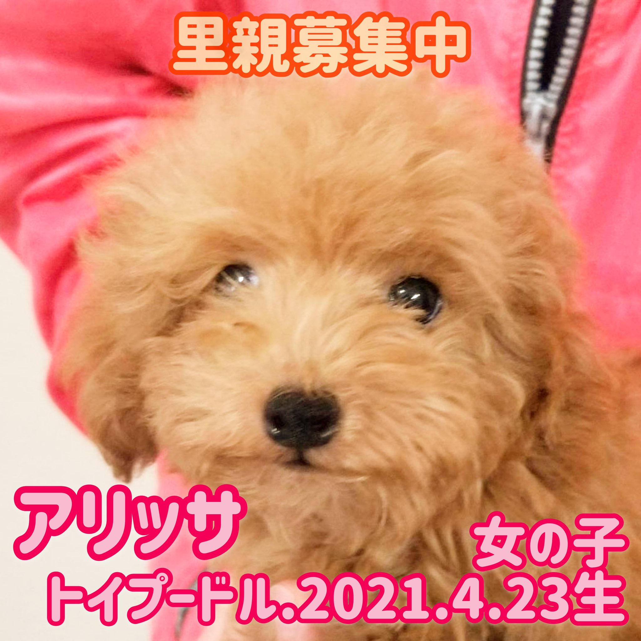 保護犬カフェ 鶴橋店 里親募集中 の子達です アリッサ サリューはパテラ トレバーは視力が弱いようです 家族に出会えますように 譲渡には審査があります 問い合わせはお電話で 保護犬カフェ鶴橋店 06 4309 8715 譲渡会 里親募集型カフェ ラブ