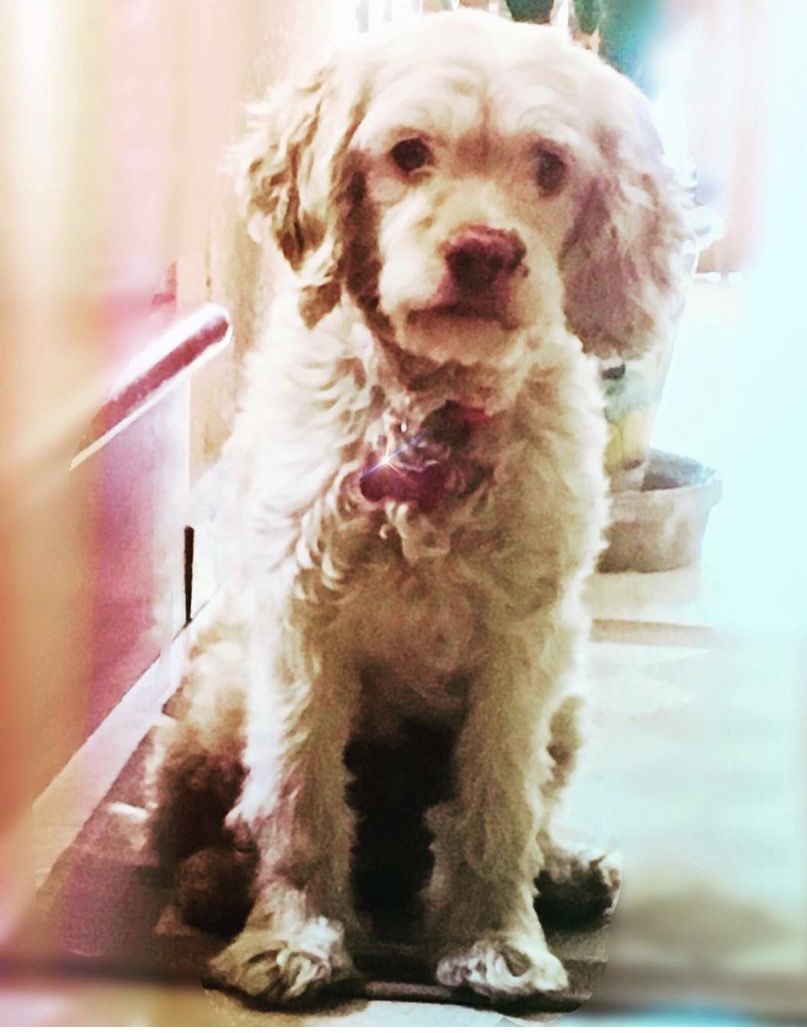 Mandy_Mejia's tweet photo. Ella es Rina #Diadelperro ⁦⁦@marthadebayle⁩ https://t.co/XGznggCdFB