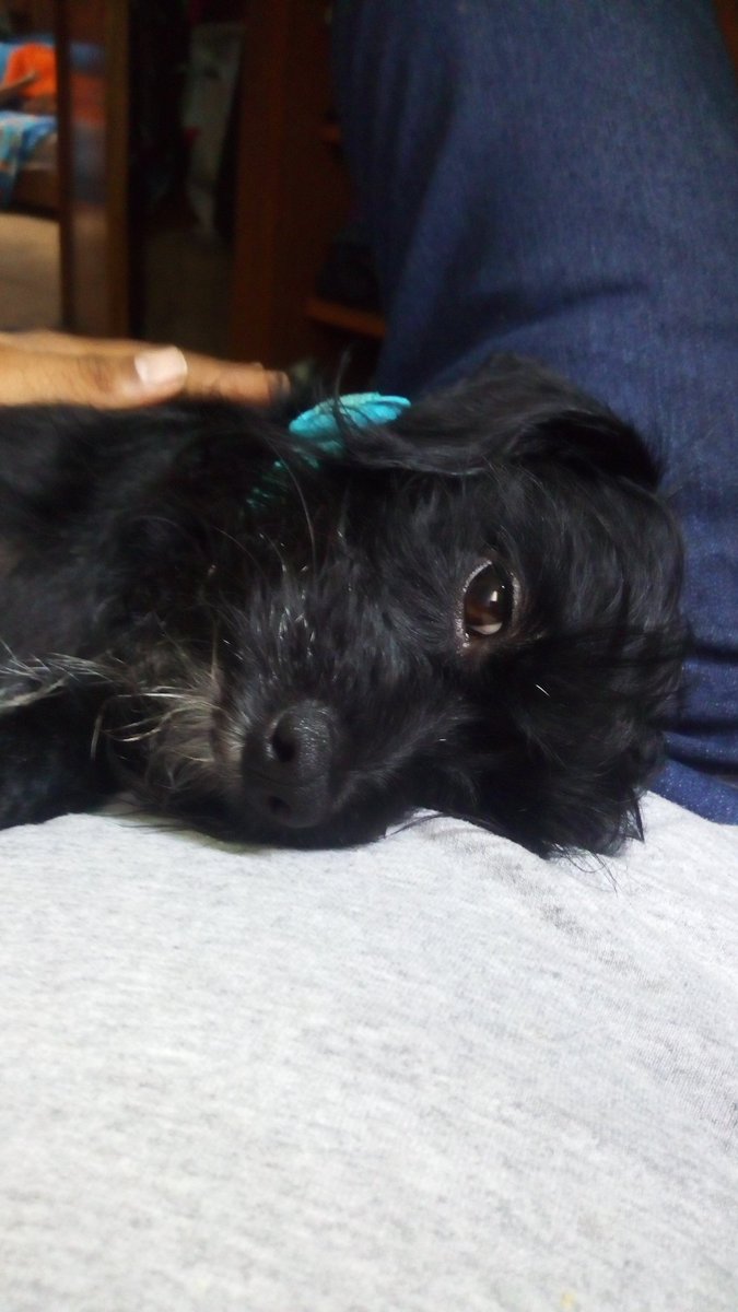 Lalotzin's tweet photo. @alfareras_de la consentida!!#DiaInternacionaldelPerro https://t.co/ExkBsrw61J