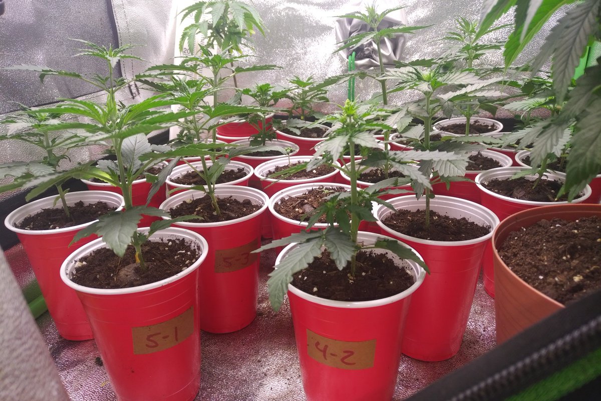 freeseedsca's tweet photo. Some significant growth over the past few days. Had a few bolt into flower, some stretchers and some remain short and squat with focus on side branching. Not exactly sure my course of action but did segregate the confirmed males.
#ProjectAuto #autoflower regs https://t.co/x9SNLYHfib
