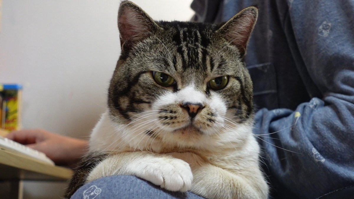 ねこのリキちゃん Rikichan Yt Twitter
