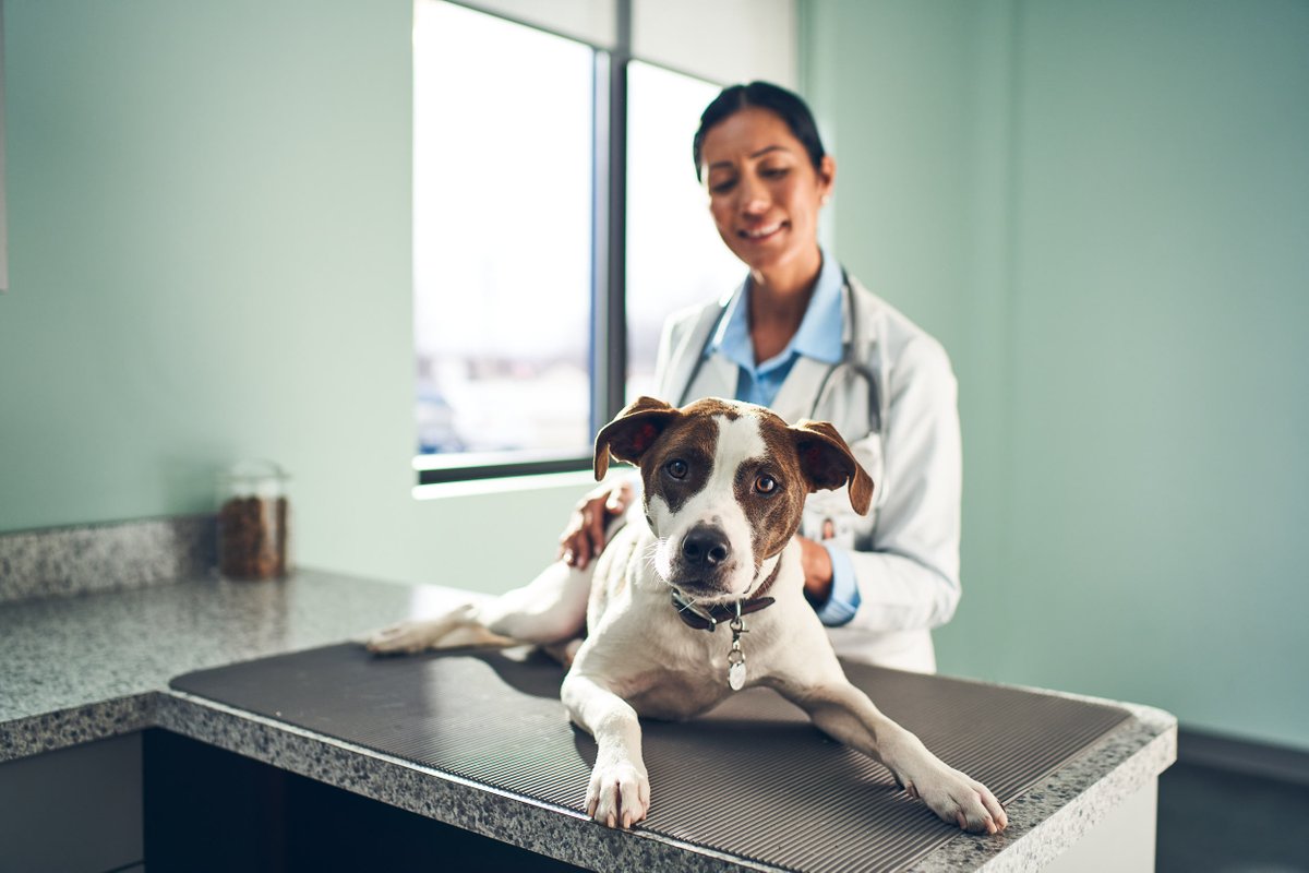 As a reminder during #KeepYourPetSafeMonth, it's important to provide your pets with year-round protection from diseases. Talk to your vet and stay updated on necessary core vaccines for your pet.