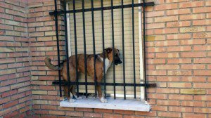 AntonioAcuaPani's tweet photo. Tener un perro en casa no es una obligación, si no se va a poder atenderle y darle una vida digna, simplemente mejor es no tenerlo. https://t.co/V2jp2CsLdR