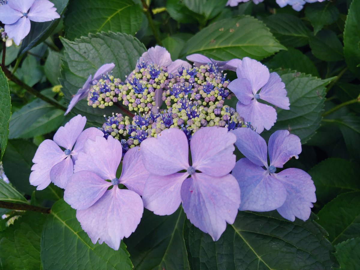 MeteoVarsenare's tweet image. #Hortensia and #Flocs #FlowerReport #gardening #Flowers